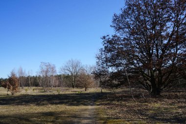 Mart ayı başında Mittelheide Ormanı 'nda yürüyüş. Mittelheide, Berlin, Almanya 