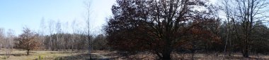 Fotoğraf panoraması. Mart ayı başında Mittelheide Ormanı 'nda yürüyüş. Mittelheide, Berlin, Almanya 