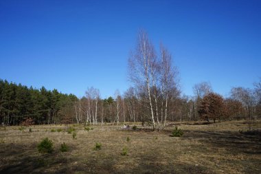 Mart ayı başında Mittelheide Ormanı 'nda yürüyüş. Mittelheide, Berlin, Almanya 