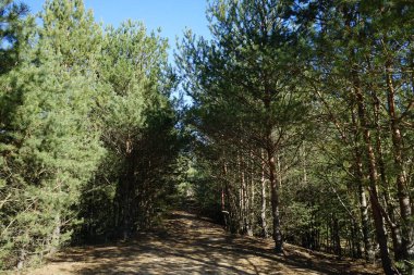 Mart ayı başında Mittelheide Ormanı 'nda yürüyüş. Mittelheide, Berlin, Almanya 