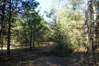 Mart ayı başında Mittelheide Ormanı 'nda yürüyüş. Mittelheide, Berlin, Almanya 