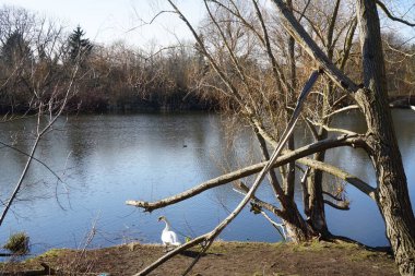 Wuhlesee Gölü 'nde Kuğular ve Mallard Ördekleri yaşıyor. Marzahn-Hellersdorf, Berlin, Almanya 