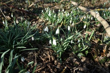 Galanthus, Mart ayı başında Wuhlesee Gölü kıyılarındaki yaprakların arasından güzel beyaz kar damlaları filizlenir. Marzahn-Hellersdorf, Berlin, Almanya 