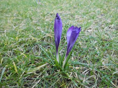 Mart ayında bahçede muhteşem mavi timsahlar. Berlin, Almanya  