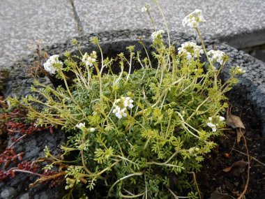 İberis, genellikle şeker tohumu olarak da bilinir, Brascaceae familyasına ait çiçekli bir bitki cinsidir. Bahçeye bahar geldi. Berlin, Almanya
