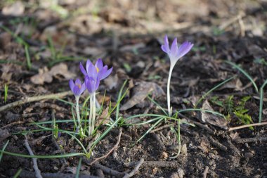 Mart 'ta vahşi doğada mor timsahlar. Marzahn-Hellersdorf, Berlin, Almanya  