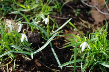 Galanthus, Amaryllidaceae familyasının doğadaki bir nehrin kıyısında bulunan uzun ömürlü bir bitkidir. Marzahn-Hellersdorf, Berlin, Almanya 