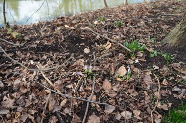 Mart 'ta vahşi doğada mor timsahlar. Marzahn-Hellersdorf, Berlin, Almanya  
