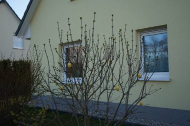 Ağaçta Paskalya yumurtası var. Marzahn-Hellersdorf, Berlin, Almanya 