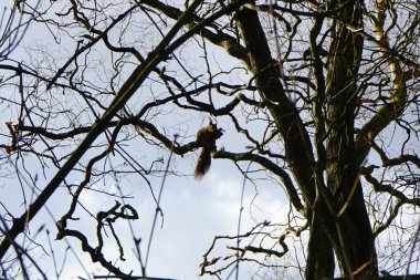 Mavi gökyüzüne karşı bir ağaç dalında sincap. Marzahn-Hellersdorf, Berlin, Almanya 
