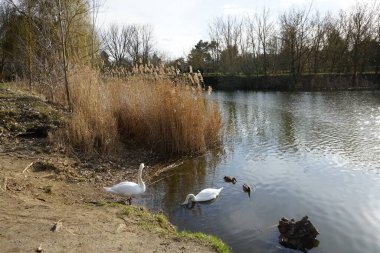 Mart ayında Wuhlesee Gölü 'nde beyaz kuğular ve yaban ördekleri. Marzahn-Hellersdorf, Berlin, Almanya 