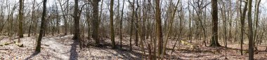 Fotoğraf panoraması. Güneşli bir Mart gününde güzel bir orman manzarası. Berlin, Almanya 