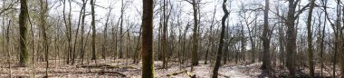 Fotoğraf panoraması. Güneşli bir Mart gününde güzel bir orman manzarası. Berlin, Almanya 