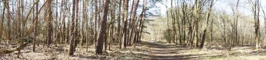 Fotoğraf panoraması. Güneşli bir Mart gününde güzel bir orman manzarası. Berlin, Almanya 