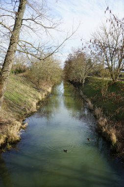 Güneşli bir Mart gününde Wuhle Nehri 'ndeki ördekler. Berlin, Almanya.  