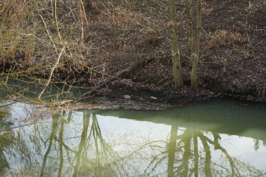 Güneşli bir Mart gününde Wuhle Nehri 'nde ördek. Berlin, Almanya.  