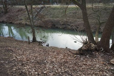 Güneşli bir Mart gününde Wuhle Nehri 'ndeki ördekler. Berlin, Almanya.  