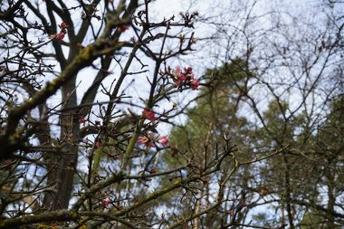 Mart ayında pembe çiçeklerle açan bir ağacın dalları. Marzahn-Hellersdorf, Berlin, Almanya 
