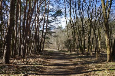 Güneşli bir Mart gününde güzel bir orman manzarası. Berlin, Almanya 