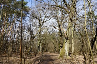 Güneşli bir Mart gününde güzel bir orman manzarası. Berlin, Almanya 