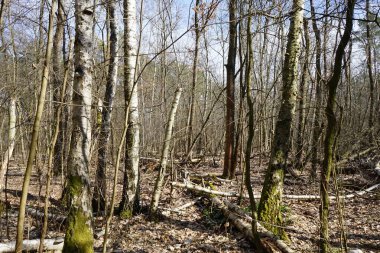Güneşli bir Mart gününde güzel bir orman manzarası. Berlin, Almanya 