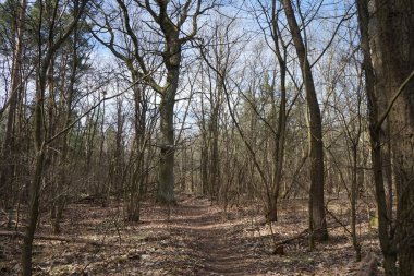 Güneşli bir Mart gününde güzel bir orman manzarası. Berlin, Almanya 