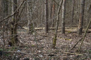 Güneşli bir Mart gününde güzel bir orman manzarası. Berlin, Almanya 