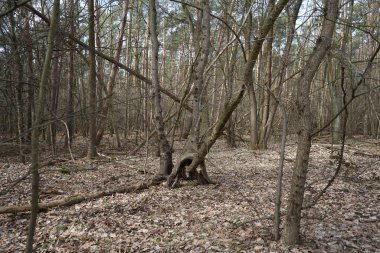 Güneşli bir Mart gününde güzel bir orman manzarası. Berlin, Almanya 