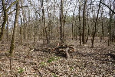 Güneşli bir Mart gününde güzel bir orman manzarası. Berlin, Almanya 