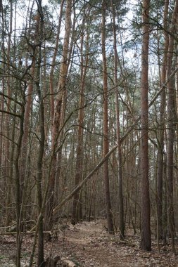 Güneşli bir Mart gününde güzel bir orman manzarası. Berlin, Almanya 