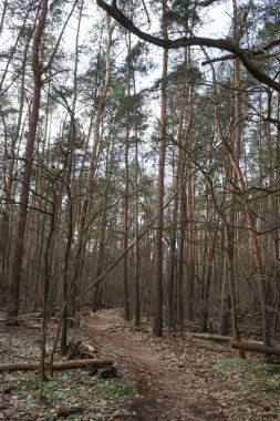 Güneşli bir Mart gününde güzel bir orman manzarası. Berlin, Almanya 