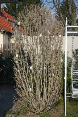 Mart ayında ambar dalları üzerinde paskalya yumurtası. Berlin, Almanya 