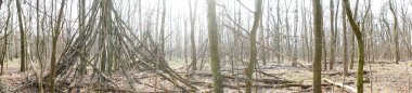 Fotoğraf panoraması. Güneşli bir Mart gününde güzel bir orman manzarası. Berlin, Almanya