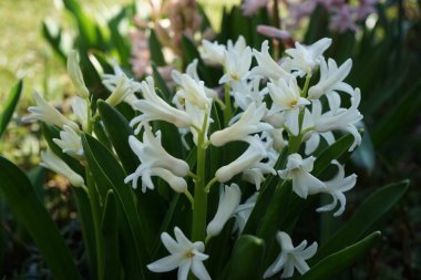 Mart ayında bahçede beyaz ve pembe sümbüller. Berlin, Almanya  