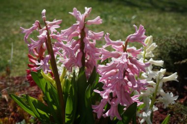 Nisan ayında bahçede çok renkli sümbüller vardı. Berlin, Almanya 