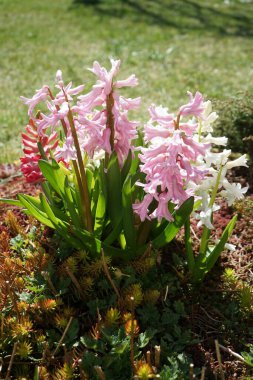 Nisan ayında bahçede çok renkli sümbüller vardı. Berlin, Almanya 