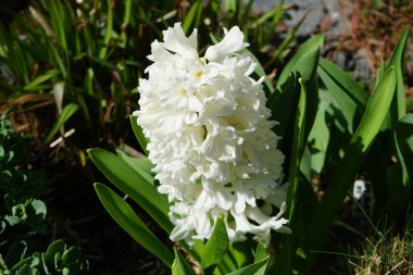 Nisan 'da bahçede beyaz sümbüller. Berlin, Almanya 