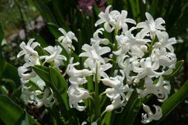 Nisan 'da bahçede beyaz sümbüller. Berlin, Almanya 
