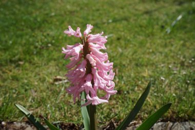 Nisanda bahçede pembe sümbül. Berlin, Almanya 