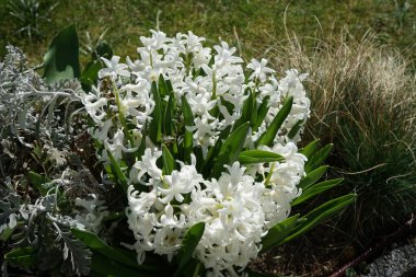 Nisan 'da bahçede beyaz sümbüller. Berlin, Almanya 