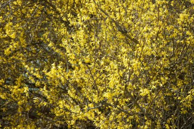 Nisanda çiçek açan güzel bir çelenk. Marzahn-Hellersdorf, Berlin, Almanya 