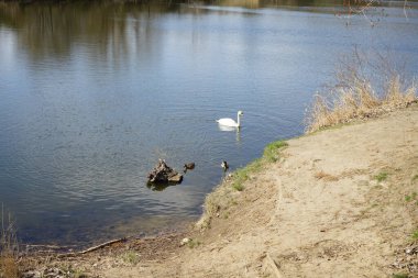 Beautiful white swan on the water of Wuhlesee lake in spring. Marzahn-Hellersdorf, Berlin, Germany  