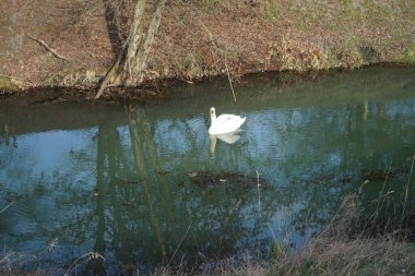 Nisan ayında Wuhle Nehri 'nde güzel beyaz bir kuğu yüzer. Marzahn-Hellersdorf, Berlin, Almanya 