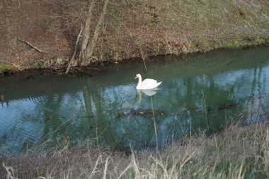 Nisan ayında Wuhle Nehri 'nde güzel beyaz bir kuğu yüzer. Marzahn-Hellersdorf, Berlin, Almanya 