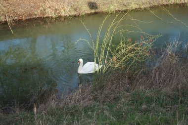 Nisan ayında Wuhle Nehri 'nde güzel beyaz bir kuğu yüzer. Marzahn-Hellersdorf, Berlin, Almanya 