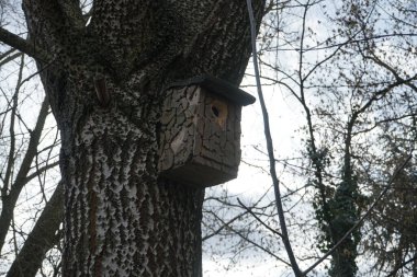 Baharda kuşlar için kuş yuvası. Marzahn-Hellersdorf, Berlin, Almanya 