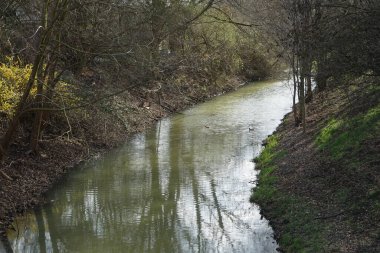 Vahşi ördekler baharda Wuhle Nehri 'nde yüzerler. Marzahn-Hellersdorf, Berlin, Almanya  