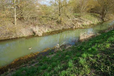Vahşi ördekler baharda Wuhle Nehri 'nde yüzerler. Marzahn-Hellersdorf, Berlin, Almanya  