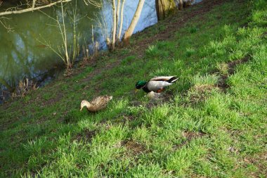 Dişi ve erkek yaban ördekleri baharda Wuhle nehrinin kıyısında yürürler. Marzahn-Hellersdorf, Berlin, Almanya 