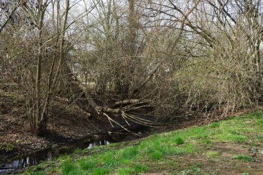 Güneşli bir bahar gününde sığ Wuhle Nehri manzarası. Marzahn-Hellersdorf, Berlin, Almanya 